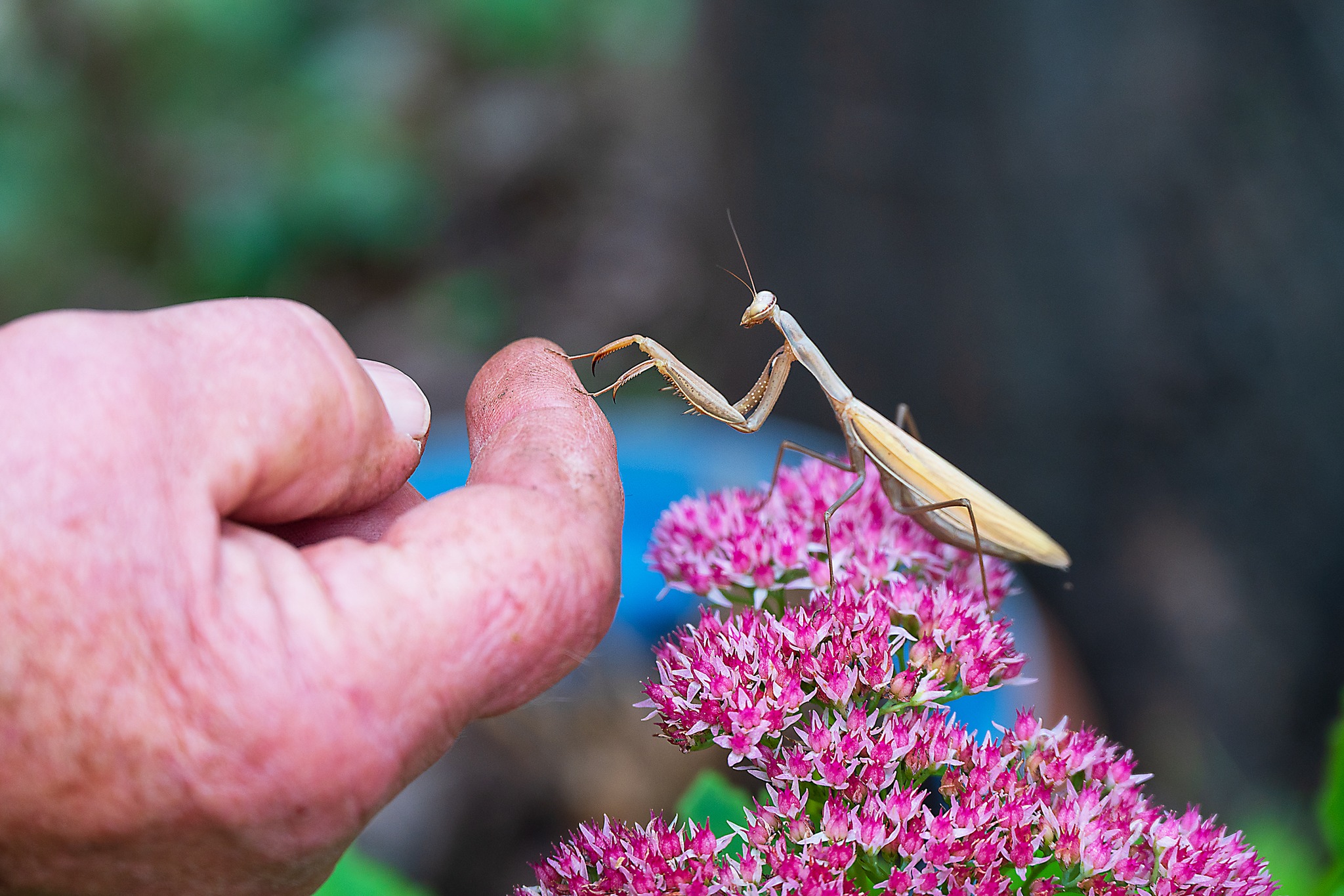 Insekt auf einer Pflanze – Naturaufnahme von Miriam Kaiser